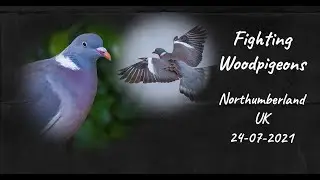 Fighting Woodpigeons - two pigeons have a fierce territorial battle in the UK