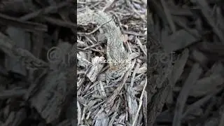 Fascinating Snake Decomposition Process Revealed! #SnakeDecomposition #NatureInAction #Wildlife🐍