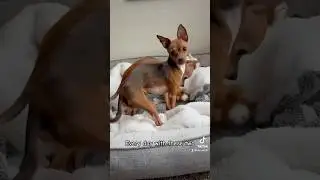 guilty!!! #dog #puppy #funny #pets #cute #wrestling