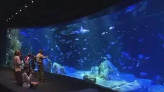New York Aquarium fully reopens after decade