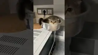 Smart Cat when Play Time