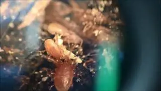 Mites feeding on blow fly eggs