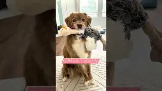 Hold - Dog Tricks *Subscribe to see more tricks from Stella.