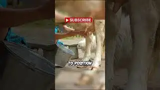 This is How You Milk a Cow by Hand It's Easier Than You Think!