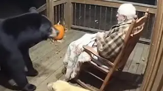 Caught on Porch Cam: Elder vs. Midnight Bear!  #funny #comedyshorts #viralvideo #dog #comedy #cat