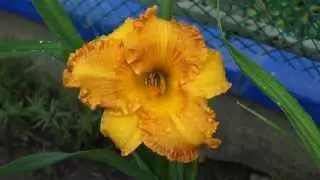 лилейник Orange Nassau