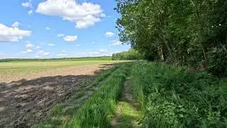 Virtual Forest Run 🌳 26-Min Nature Jog near Leipzig, Germany | Forest & Field Trail