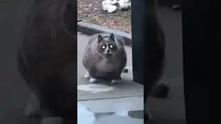 Vibing Cat