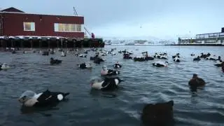 King Eider floating photo hide in Båtsfjord  - Feb 2014 Biotope