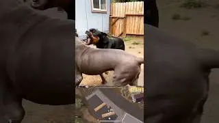rottweiler vs pitbull fight in india / pitbull dog fight short video / pitbull kutta