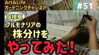 #51 プルモナリアの株分けをやってみた！