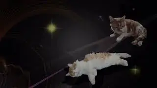 Fluffy cat travels through space and time