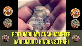 PERTUMBUHAN BAYI HAMSTER DARI 0 HINGGA 20 HARI