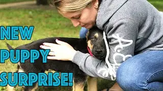Вас ждет сюрприз — новый щенок немецкой овчарки!