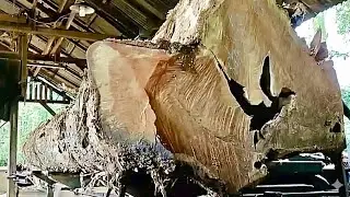 🌲«ВЕЧНОЕ ТВОРЕНИЕ ПРИРОДЫ» — Самый прекрасный тиковый монстр на лесопилке🌲