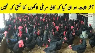 Austerlop hen farming business  / +92 308 3393749 / Austerlop hen business