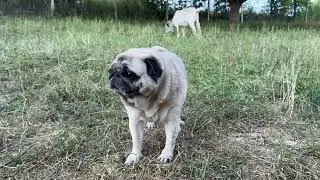 Pug meets goat: hilarious escape & tree snack show!