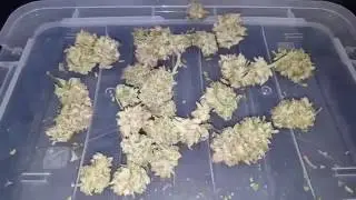 Burping the Sour Strawberry - Aquaponic OMMP Indoor 4.0