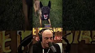 The Great Belgian Malinois | Joe Rogan Experience