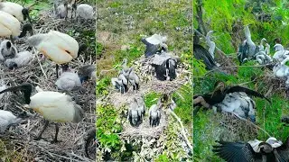 250-Mother Bird Protects Baby with Support from Friendly Birds Nearby#nest