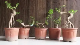 Exposed Root Bonsai | Premna Microphylla
