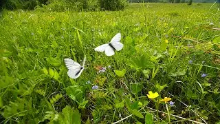 Gentle Breeze &bull; Beautiful Relaxation Music &bull; Stress Relief &bull; Nature Scenes &bull; Guitar & Piano Music