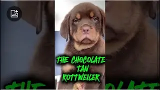 THE CHOCOLATE AND TAN ROTTWEILER