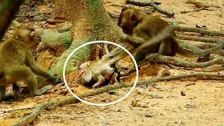 Look tiny baby Lola so hurt, Why little monkey play hurt like this