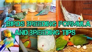 All Birds Breeding Tips and Breeding formula