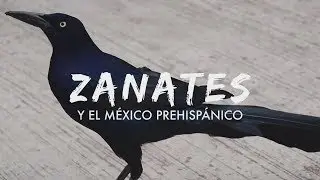 Los Zanates y el M&eacute;xico Prehisp&aacute;nico