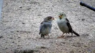 Mother Sparrow feeding young Sparrow