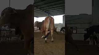 Beautiful Sahiwali breeding bull| genetics and productivity | sire #sire #bull #sahiwali #dairy #cow
