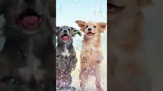 #bobo dog#bobo bunny&rsquo;s# viral YouTube short video#animation#cartoon#cutepuppy#viraltiktokshort#fun#