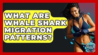 What Are Whale Shark Migration Patterns? - The Marine Life Explorer