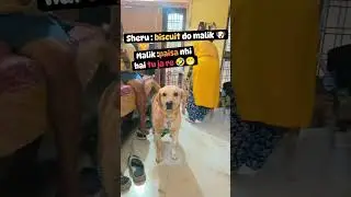 Biscuit🍪 dedo Malik 🐶🤣 #sherulabradog #sherutripathi #ipsdog #policedogs #trending #comedy #funny