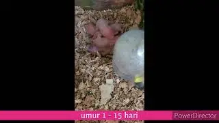welcome baby hamster - airu & riku #hamster #hamsters #hamstercute #hamsterlover
