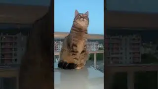 Pitch la plus belle #cat