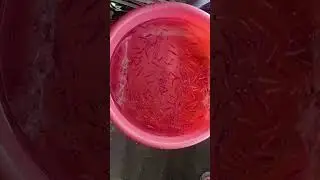 Тернеций в новый дом!15.10.2025 #aquarium #exoticaquariumfish #fish #megaquarium #glofish #fishtank