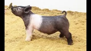 80-3 Crossbred Barrow