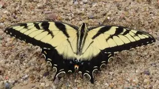 Eastern Tiger Swallowtail Butterfly Hanging Out on the Beach