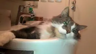 Peluche King of Fluffiness - In the washbasin