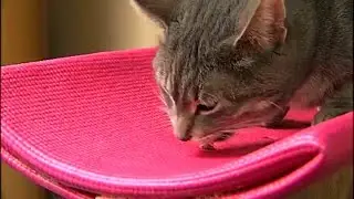 Preventing Pet Obesity