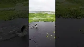 Flipping GIANT Bass