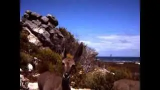 A close encounter with a Grey Rhebuck