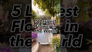 Giant Blooms 🌿🌺: Discover the Five Largest Flowers in the World! @QuickFactsInsider