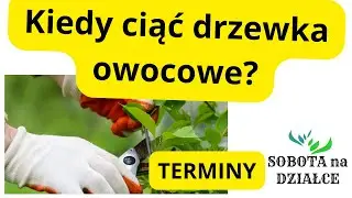 Kiedy ciąć drzewka owocowe?