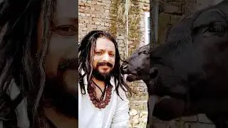 I really love animals! 💖 And they love meCows bestow blessings🙏 They are full of love Jai Gomata!