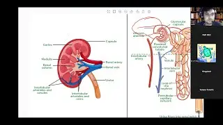 SSC Biology - Chapter 8 -Lecture 01 Excretory System - Kidney - English Version