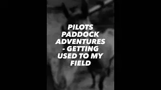 Pilot&rsquo;s Paddock Adventures - getting used to his field and new surroundings.