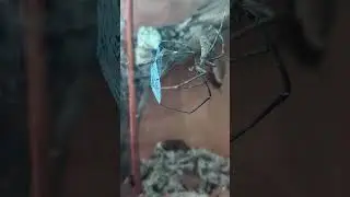 What a catch! #asianopis #cornigera #net #casting #spider #arachnid #ogre #face #shorts